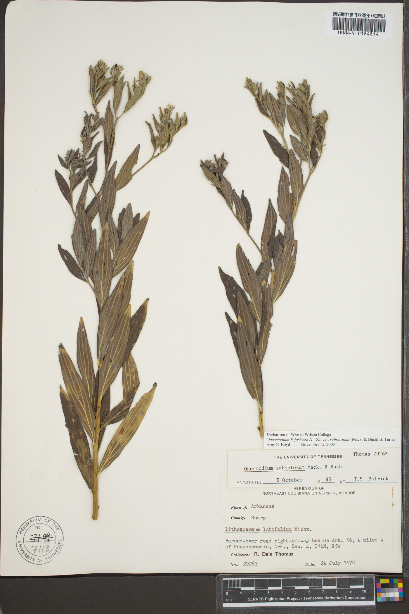 Lithospermum subsetosum image