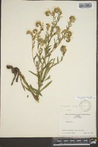 Onosmodium virginianum image