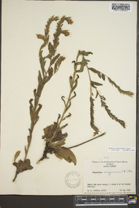 Onosmodium virginianum image