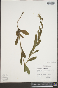 Onosmodium virginianum image