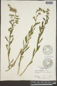 Onosmodium virginianum image