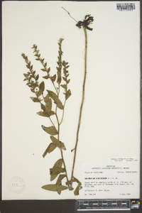 Onosmodium virginianum image