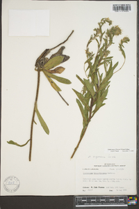 Onosmodium virginianum image