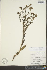 Onosmodium virginianum image