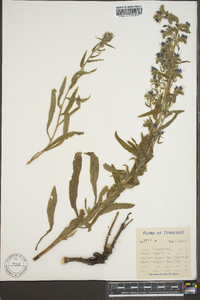 Echium vulgare image