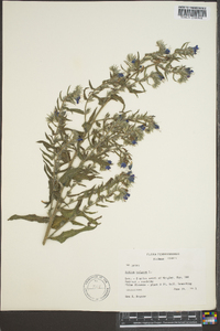 Echium vulgare image