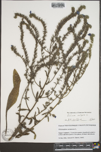 Echium vulgare image