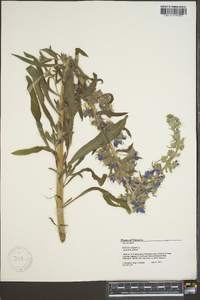 Echium vulgare image