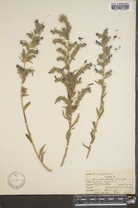 Echium vulgare image