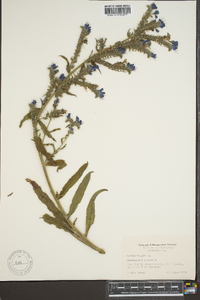 Echium vulgare image