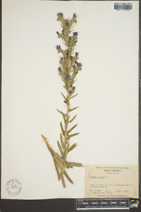 Echium vulgare image