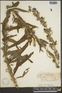 Echium vulgare image