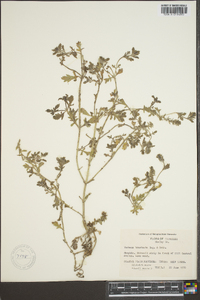 Verbena bracteata image