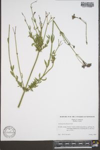 Verbena brasiliensis image