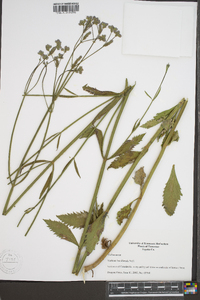 Verbena brasiliensis image