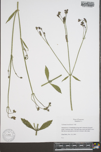 Verbena brasiliensis image