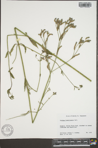 Verbena brasiliensis image