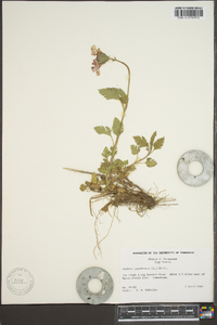 Verbena canadensis image