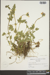 Verbena canadensis image