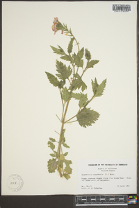 Verbena canadensis image