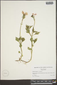 Verbena canadensis image