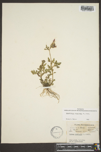 Glandularia canadensis image