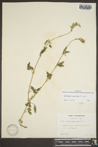 Glandularia canadensis image