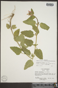 Glandularia canadensis image