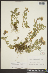 Glandularia canadensis image