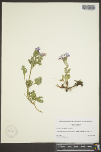 Glandularia canadensis image