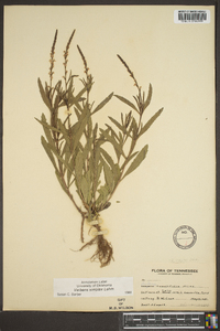 Verbena simplex image