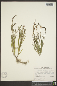 Verbena simplex image