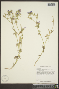 Glandularia bipinnatifida var. bipinnatifida image