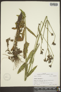 Verbena bonariensis image