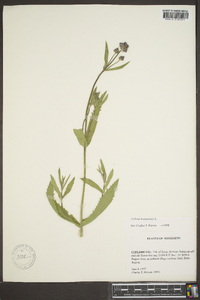 Verbena bonariensis image