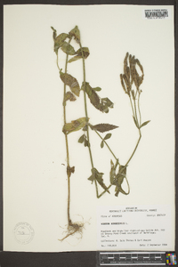 Verbena bonariensis image