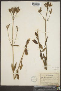 Verbena bonariensis image