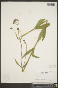 Verbena bonariensis image