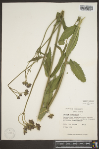 Verbena bonariensis image