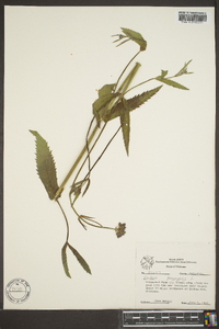 Verbena bonariensis image