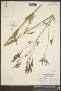 Verbena brasiliensis image