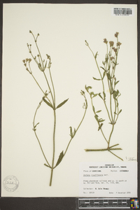 Verbena brasiliensis image