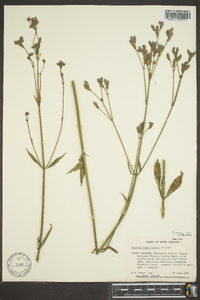 Verbena brasiliensis image