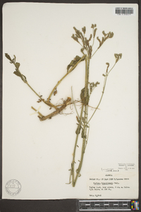 Verbena brasiliensis image