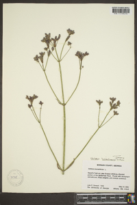 Verbena brasiliensis image