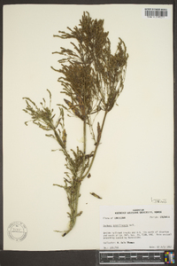 Verbena brasiliensis image