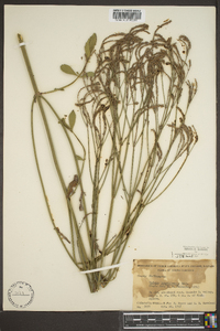 Verbena brasiliensis image