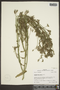 Verbena brasiliensis image