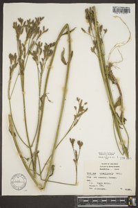 Verbena brasiliensis image