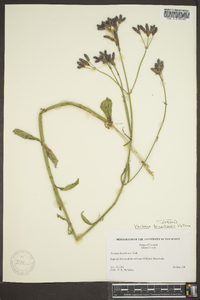 Verbena brasiliensis image